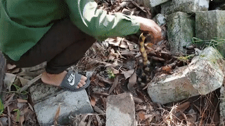 Tay khong bat song 15 con ran cap nong duoi dong gach hinh anh