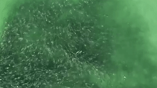 Dan ca moi ne don tan cong chi mang cua ca map hinh anh