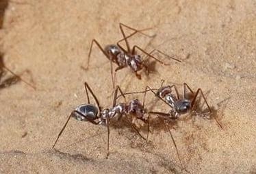 Tim thay loai kien nhanh nhat the gioi o sa mac Sahara hinh anh