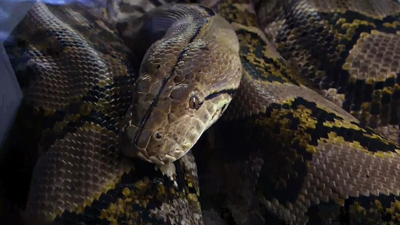 Con tran dai ky luc the gioi ky niem sinh nhat lan thu 15 hinh anh