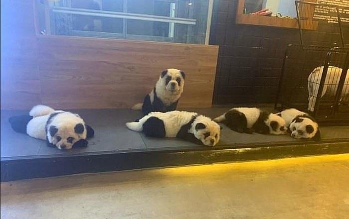 Chu nhuom cho thanh gau truc de thu hut khach o Trung Quoc hinh anh