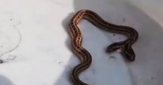 Ran 2 dau sieu hiem bat ngo xuat hien trong ngoi nha o TQ hinh anh