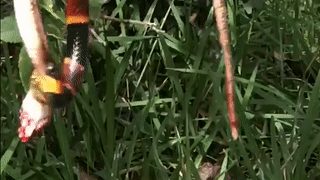 Ong vo ve lao vao chich ran san ho dang an thit ran chuot hinh anh