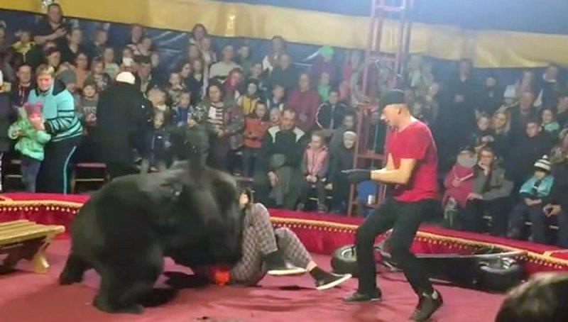 Gau tan cong nguoi huan luyen truoc mat khan gia hinh anh