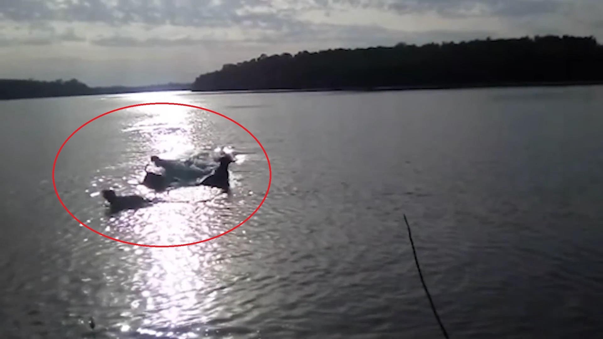 Ca sau phi len mat nuoc dop lay cho ngay truoc mat chu hinh anh