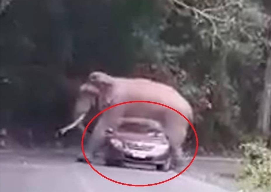 Voi nam de len oto cho du khach o Thai Lan hinh anh