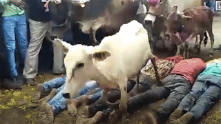 Nam cho dan bo dap qua de nhan phuoc lanh hinh anh