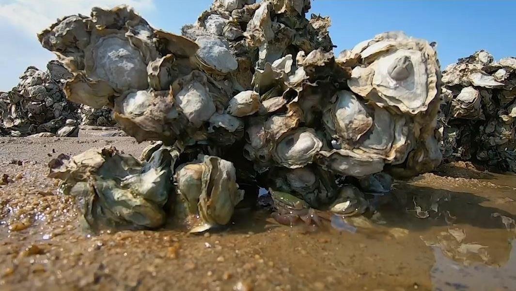 Hong Kong khoi phuc ran hau de lam sach bien ven bo hinh anh