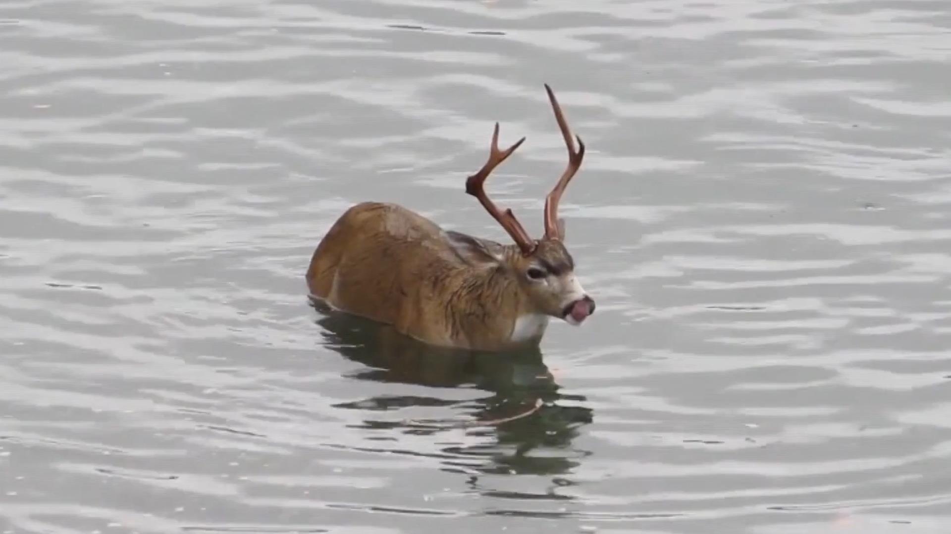 Ngu dan My giai cuu con nai bi cuon ra bien hinh anh