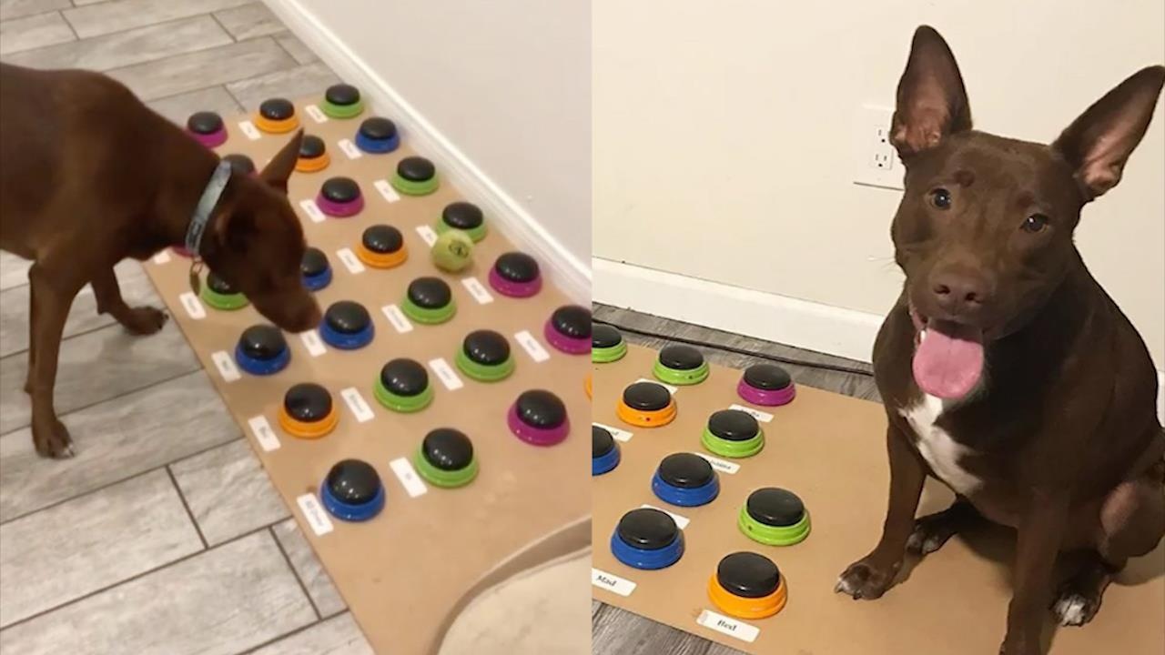 Cho biet 29 tu tieng nguoi nho phuong phap day tre con hinh anh