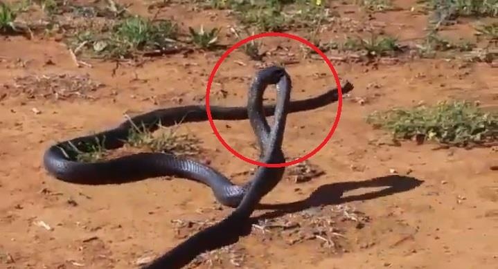 Ran can chet dong loai roi keo vao bui ram an thit hinh anh