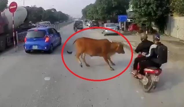 Va cham voi bo tren duong, oto bi gay guong chieu hau hinh anh