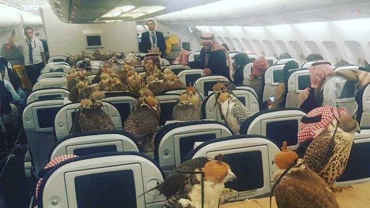 Cho chim ung di may bay, gioi sieu giau Arab choi troi hinh anh