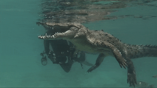 Tho lan mao hiem boi cung ca sau de ghi hinh hinh anh