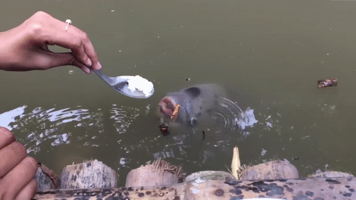 Dan ca phai dung muong dut moi chiu an o Can Tho hinh anh