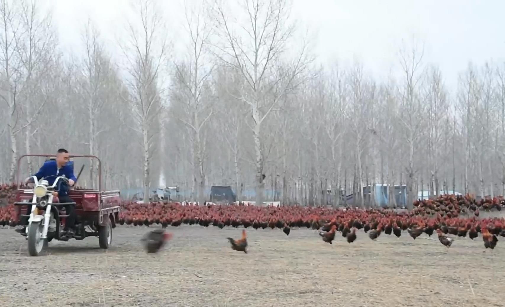 Lua dan ga 70.000 con chay bo hang ngay de chac thit hinh anh