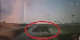 Oto con vo kinh chan gio khi dam con bo lao sang duong hinh anh