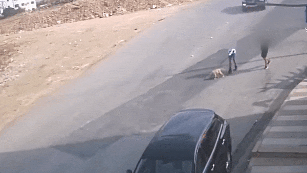 Co gai bi oto tong trung khi di dao tren duong hinh anh