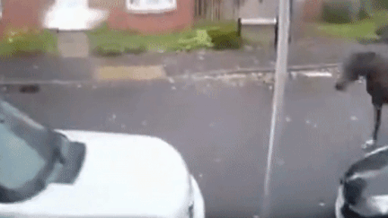 Ngua chay nhanh dam vao oto gay hu hong nang hinh anh