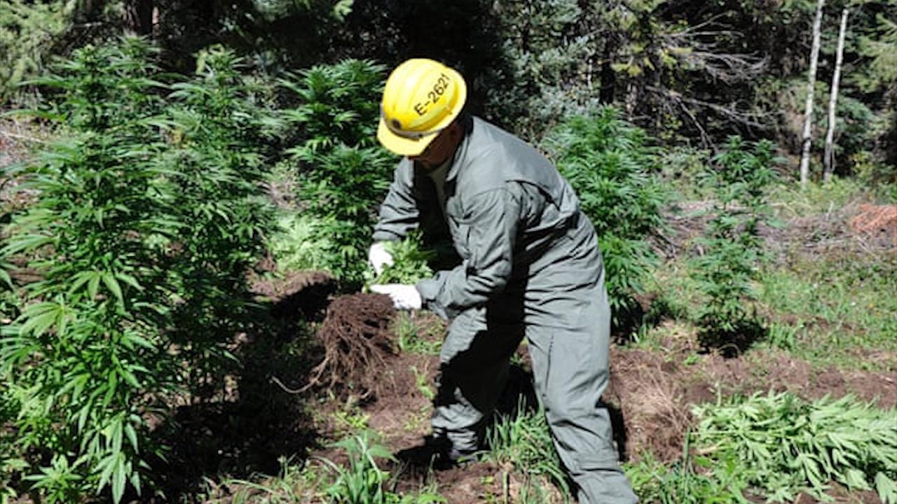 Canh sat Tay Ban Nha phat hien 2 don dien can sa an sau trong rung hinh anh