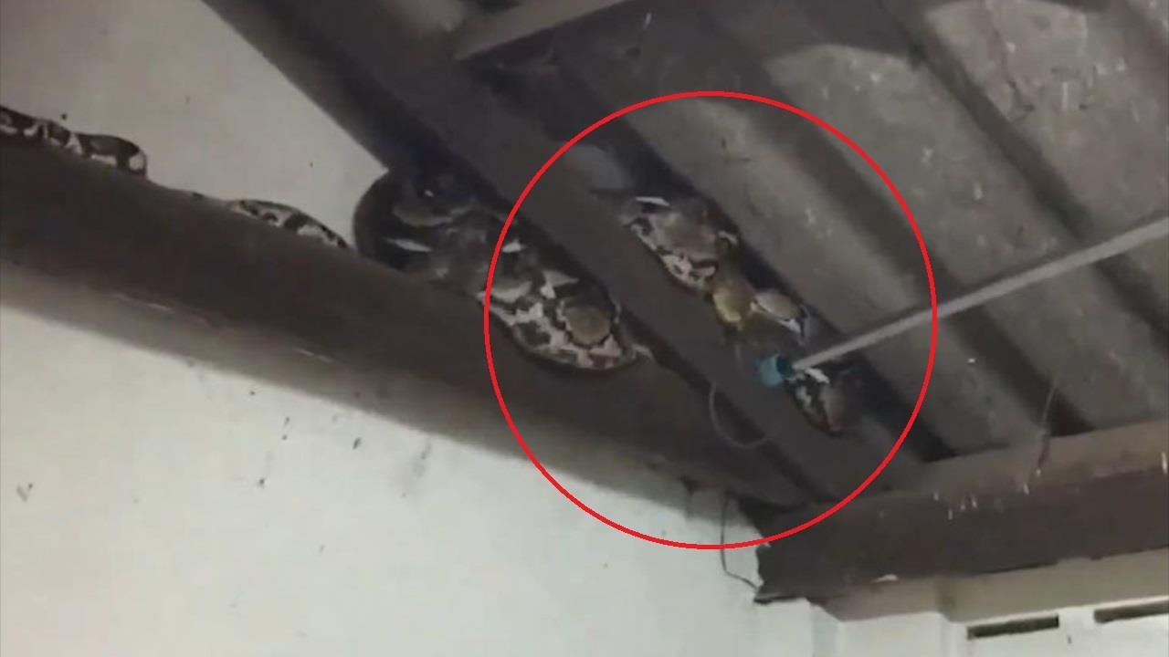 Phat hien con tran dai 4,5 m nam cuon tren mai nha hinh anh