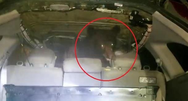 Tai xe hot hoang khi thay con gau chui vao oto can pha hinh anh