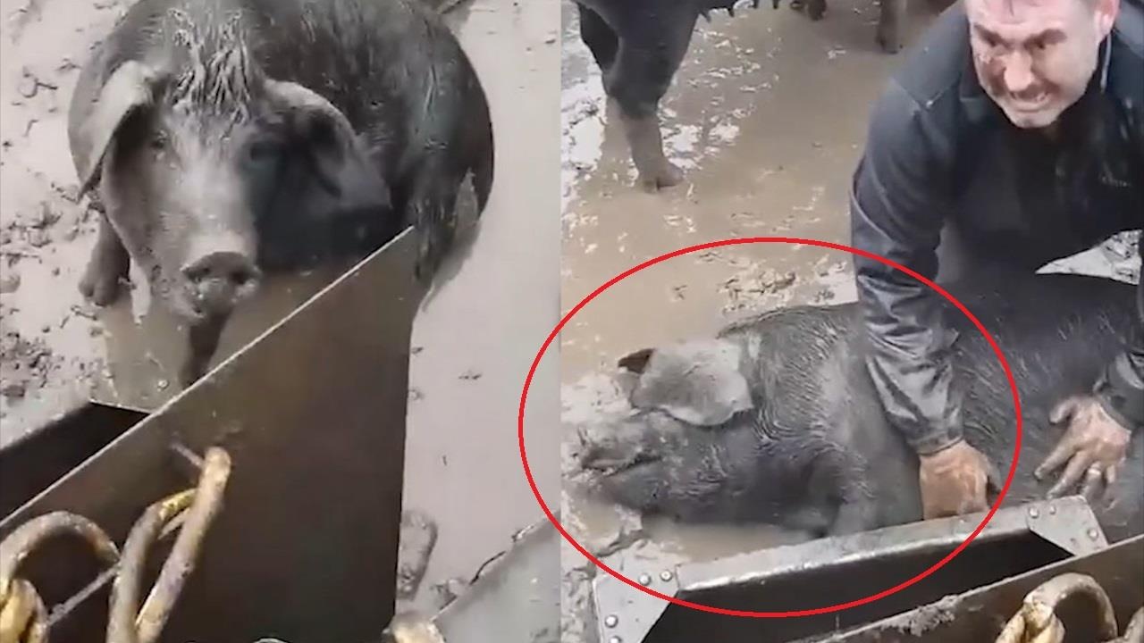 Nguoi dan ong so hai phat khoc khi co cuu con lon thoat chet hinh anh