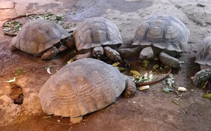 Rua Sulcata 'sieu to' gia gan 100 trieu o Ha Noi hinh anh