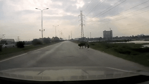 Bo dot ngot lao ra duong bi oto tong trung hinh anh