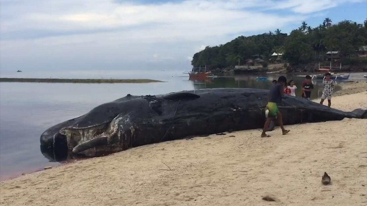 Xac ca nha tang dai 12 m dat len bo bien Philippines hinh anh