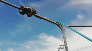 Nguoi Thai Lan cuu con tran leo len cot den cao 5 m hinh anh