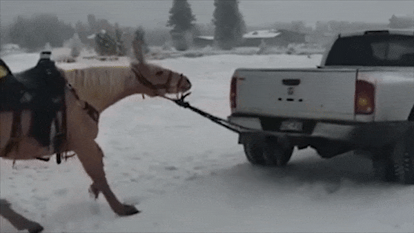 Ngua bi loi co sau xe ban tai gay phan no o My hinh anh