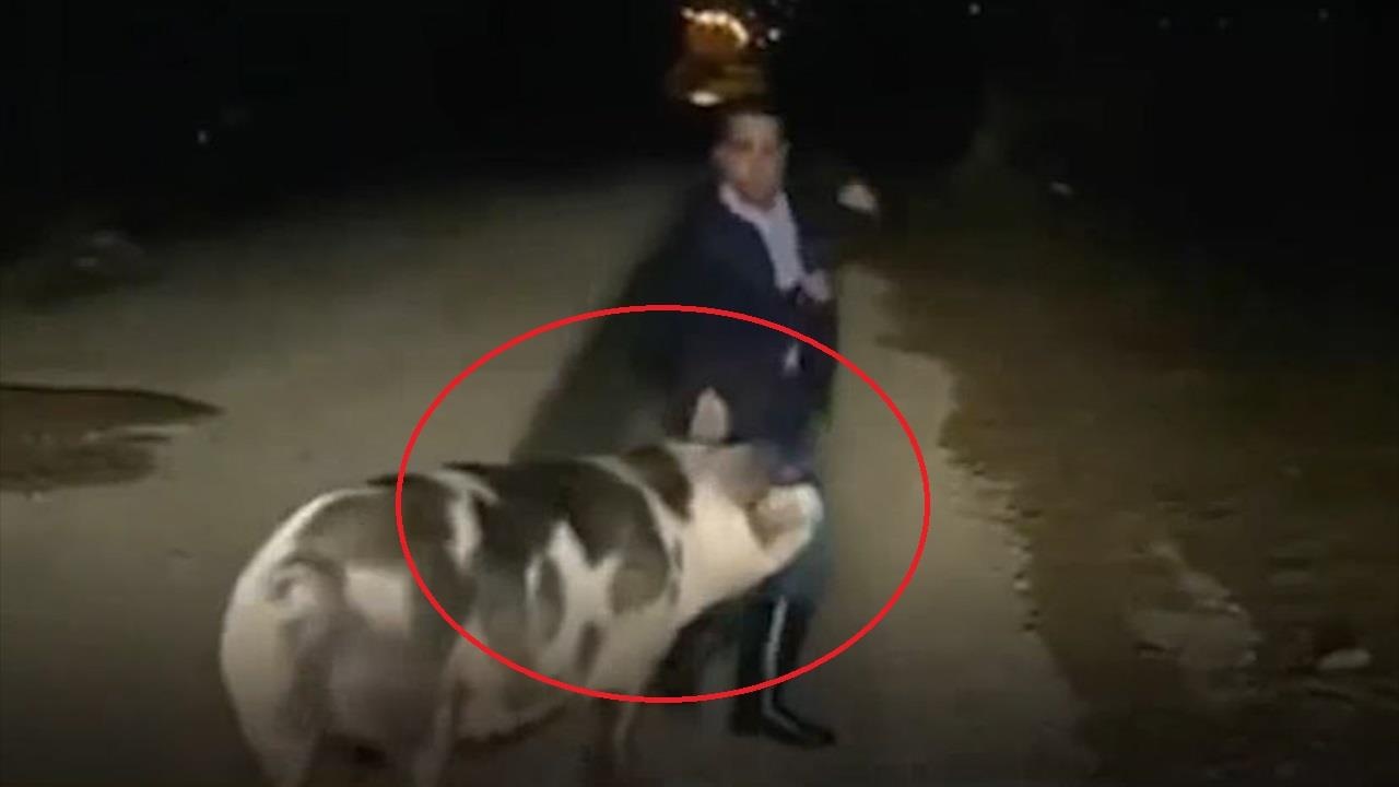 Lon duoi theo phong vien khi dang quay truc tiep hinh anh