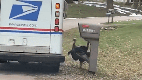 Ga tay 'gian du' duoi theo xe dua thu hinh anh