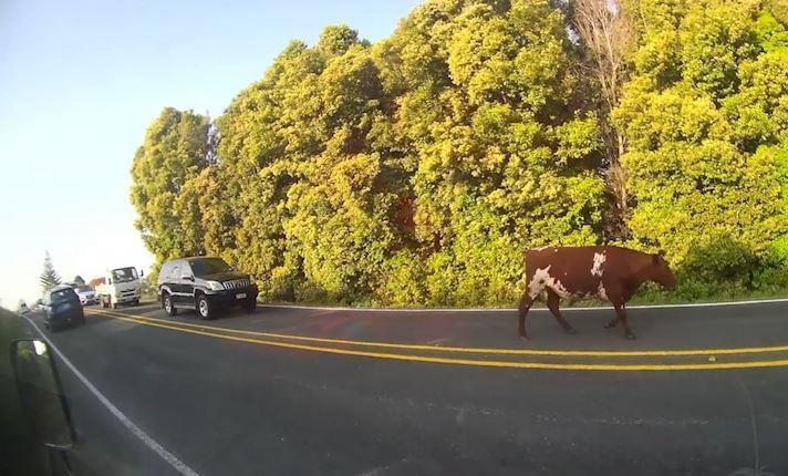 Bo di tren duong gay ket xe gan 3 km hinh anh