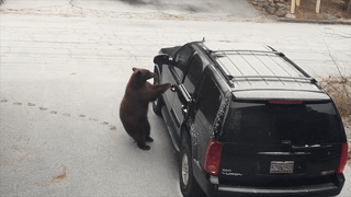 Gau tu mo cua, suyt bi nhot trong oto hinh anh