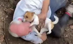 Chu nhan oa khoc khi tim thay cun cung mat tich nhieu ngay hinh anh