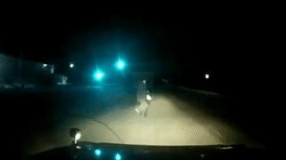 Tai xe oto dam cu ong vang xuong duong bat tinh hinh anh