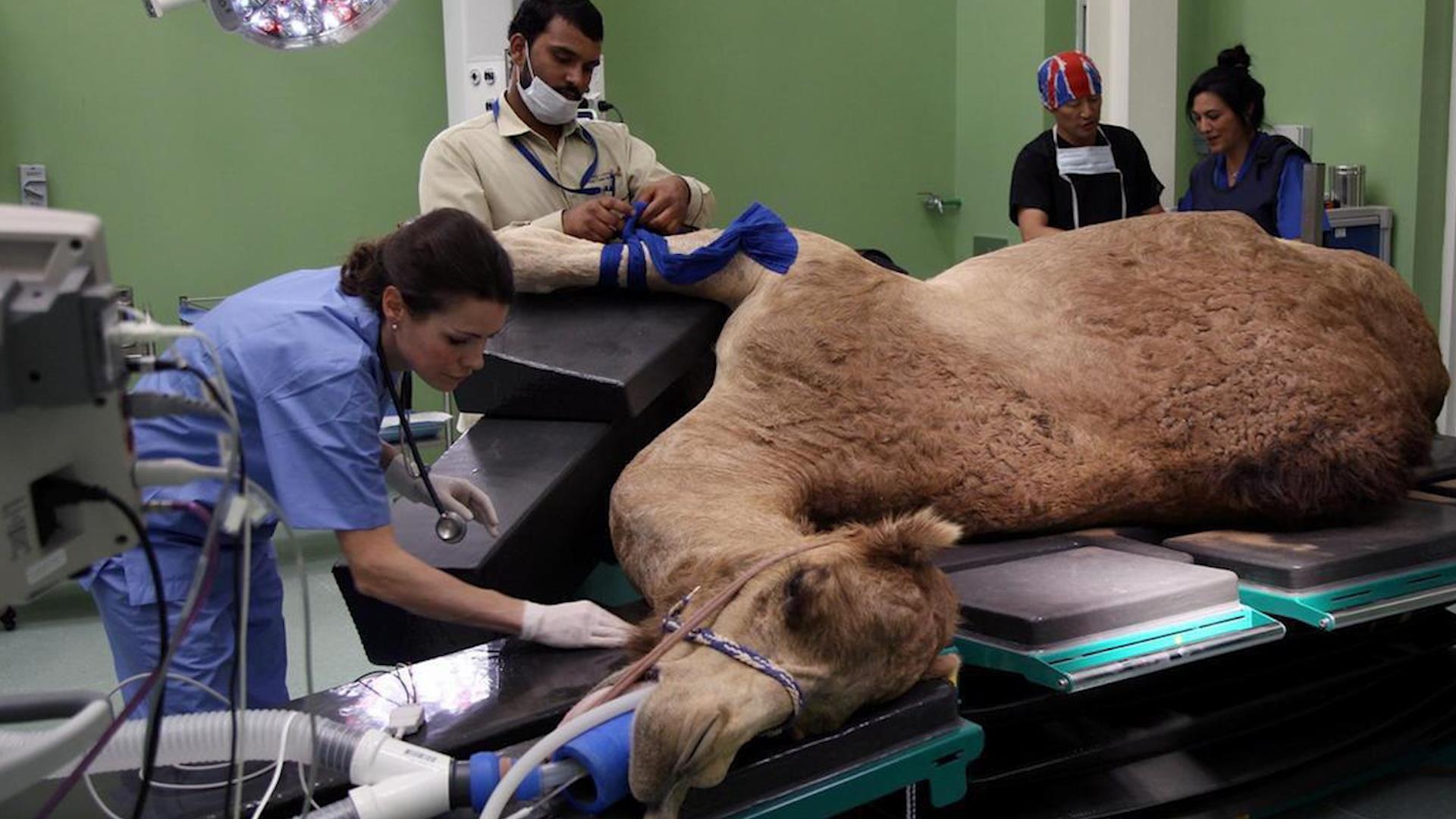 Benh vien 10 trieu USD danh rieng cho lac da o Dubai hinh anh