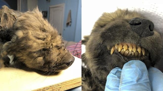 Can canh chu cho dong lanh 18.000 nam trong bang vinh cuu hinh anh