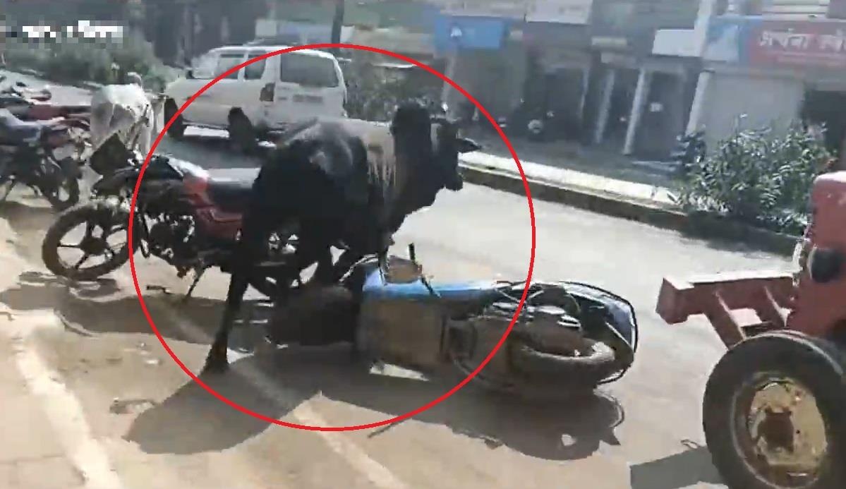 Con bo bi cho dai can huc loan xa 36 nguoi di duong hinh anh