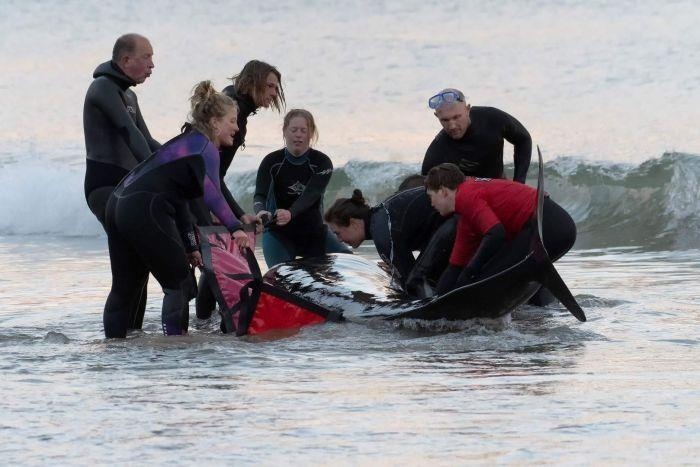 Dam dong no luc cuu ca voi dat vao bo hinh anh