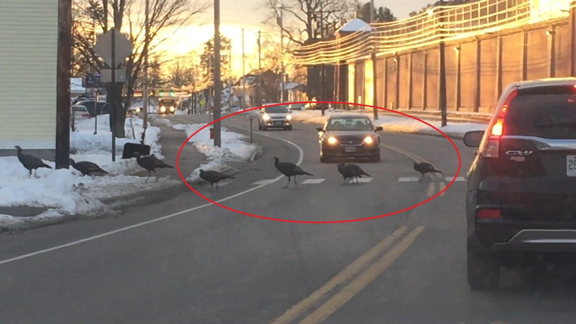 Tai xe dung oto, kien nhan cho dan ga bang qua duong hinh anh