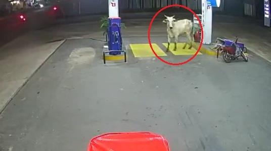 Con bo tan cong hai nguoi di xe may, huc do cay xang hinh anh