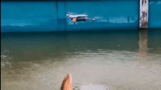 Ca rong bat khoi mat nuoc, tan cong flycam hinh anh