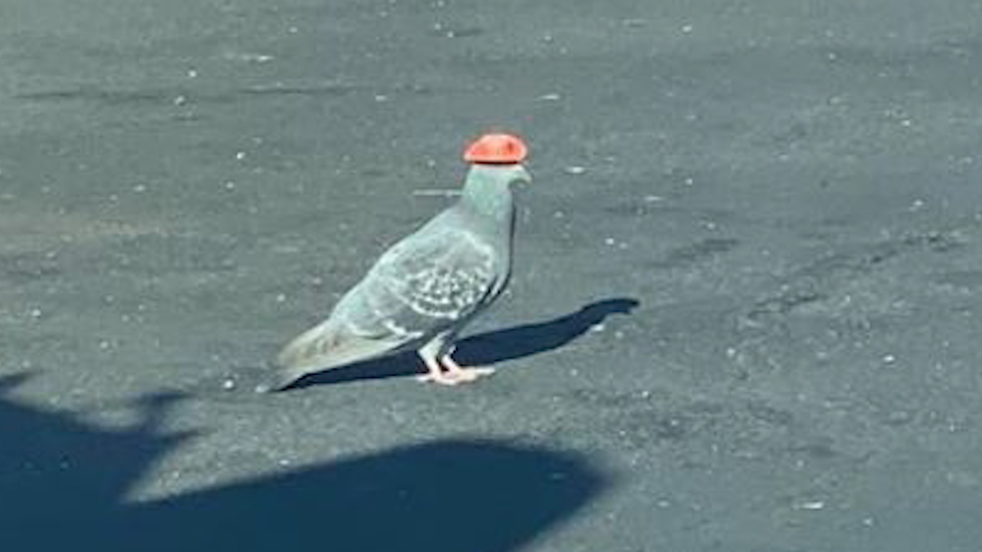 Chim bo cau doi mu cao boi lang thang o Las Vegas hinh anh