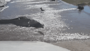 Ca sau bat moi trong chop mat hinh anh