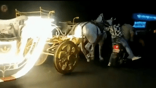 Co gang chan ngua chay loan, nguoi dan ong bi xe ngua can hinh anh