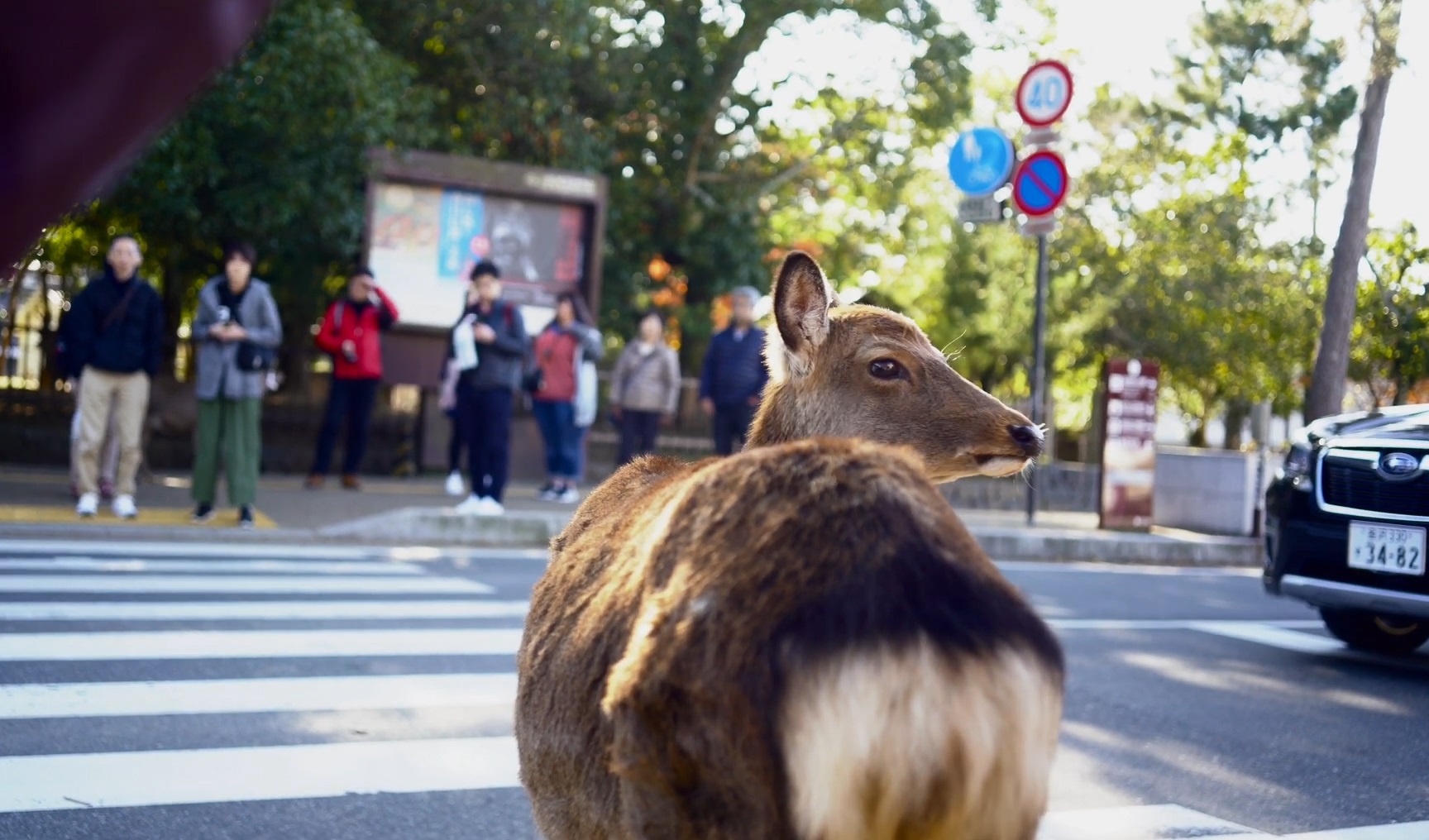 Nai dung cho den giao thong de sang duong hinh anh