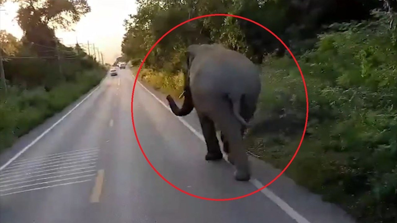 Chu voi gay su voi oto tren duong hinh anh